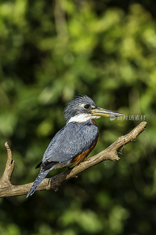 环形翠鸟(Megaceryle torquata)是一种大的、显眼的和吵闹的翠鸟。发现于巴西的潘塔纳尔。